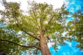 Best Tree Disease Treatment  in Spring House, PA