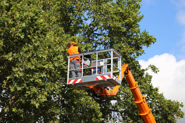 Best Arborist Consultation Services  in Spring House, PA