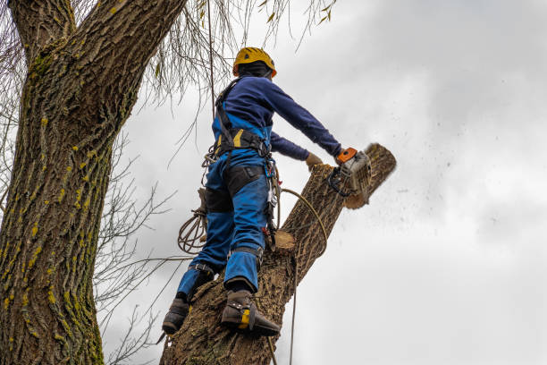 Best Tree and Shrub Care  in Spring House, PA